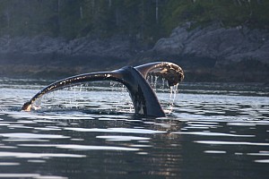 young humpback.jpg